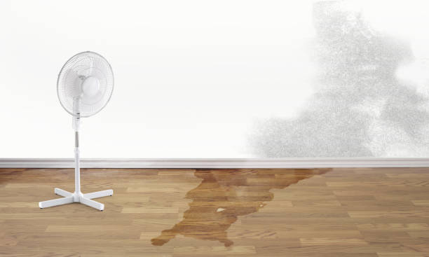 Best Local water damage restoration  in Energy, IL